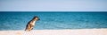 Young puppy runs along the sea on the sandy beach