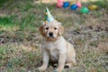 Puppy With Party Hat Sitting In Grass. Generative AI Royalty Free Stock Photo