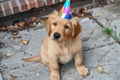 Puppy Wearing Party Hat Sitting on Ground. Generative AI Royalty Free Stock Photo