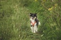 Young puppy standing in a small grass field