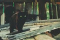 A young pure black fluffy cat walks through an abandoned barn on a farm Royalty Free Stock Photo