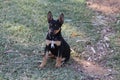 Young Pure Bred Kelpie Dog Sitting