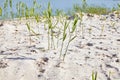 Young pure grass with leaves groving from the pure lake sand. Royalty Free Stock Photo