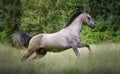 Young Purebred Arabian horse galloping through the grass in a meadow with a forest in the background