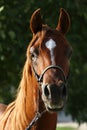 Young purebred arabian stallion on pasture Royalty Free Stock Photo