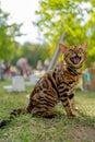 Young purebred Bengal cat. The cat yawns or meows with its mouth wide open.