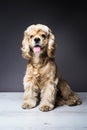 Young purebred Cocker Spaniel on wooden floor Royalty Free Stock Photo