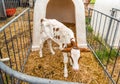 Young purebred dairy calf is still unsteady on its feet