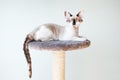 Young purebred Devon Rex cat is relaxing laying down on scratching post. Pet supplies. Selective focus, natural light. Blue wall Royalty Free Stock Photo