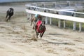 Young purebred greyhounds running on the race Royalty Free Stock Photo