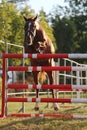 Horse loose jumping on breeders event outdoors