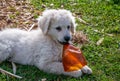 Young purebred hungarian kuvasz puppy playing with a plastic beer bottle.