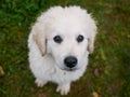 Young purebred hungarian Kuvasz puppy portrait shot