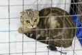 Young purebred Scottish Fold cat in a cage at a cat show Royalty Free Stock Photo