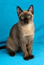 Young purebred tonkinese cat of a seal mink color on the blue cloth background