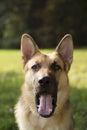 Young purebreed alsatian dog in park Royalty Free Stock Photo