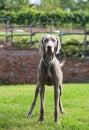 A young purebreed weimaraner dog