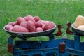 Young purely washed pink and white potatoes in bowls of vintage scales on a blurred natural background. Royalty Free Stock Photo