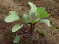 Young purple Brussels sprouts seedlings Royalty Free Stock Photo