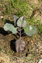 Young purple cauliflower on crop