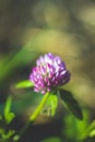 Young purple clover flower