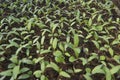 young purple eggplant seeds are not yet ready to plant