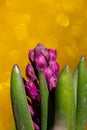 Young purple hyacinth flower on a bright gold background on a sunny spring day macro photography. Royalty Free Stock Photo