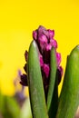 Young purple hyacinth flower on a bright gold background on a sunny spring day macro photography. Royalty Free Stock Photo