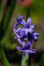 Young purple hyacinth flower with water drops on a sunny spring day macro photography. Royalty Free Stock Photo