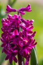 Young purple hyacinth flowerwith water drops on a sunny spring day macro photography. Royalty Free Stock Photo