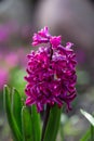 Young purple hyacinth flowerwith water drops on a sunny spring day macro photography. Royalty Free Stock Photo