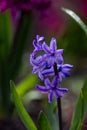 Young purple hyacinth flowerwith water drops on a sunny spring day macro photography. Royalty Free Stock Photo