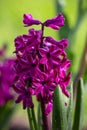 Young purple hyacinth flowerwith water drops on a sunny spring day macro photography. Royalty Free Stock Photo