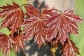 Young purple leaves of Norway maple Acer platanoides