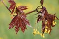 Young purple leaves with yellow flowers of Norway maple Acer platanoides tree Royalty Free Stock Photo