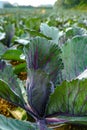 Young purple round cabbage plants growing on farm field and mode