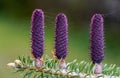 Young purple spruce abies species cones growing on branch with fir, closeup detail