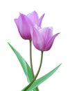 Young purple tulips