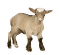 Young Pygmy goat Royalty Free Stock Photo