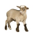 Young Pygmy goat Royalty Free Stock Photo