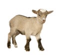 Young Pygmy goat Royalty Free Stock Photo