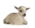 Young Pygmy goat Royalty Free Stock Photo