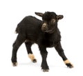 Young Pygmy goat Royalty Free Stock Photo