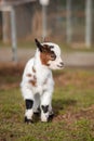 Young Pygmy Goat in Zoo Park Royalty Free Stock Photo