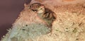 Young Quail in a brooder