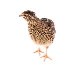 Young quail, Coturnix coturnix, isolated