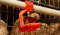 Young quail fattening in cages on a quail farm Royalty Free Stock Photo