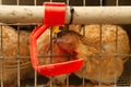 Young quail fattening in cages on a quail farm Royalty Free Stock Photo