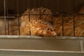 Young quail fattening in cages on a quail farm Royalty Free Stock Photo