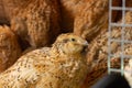 Young quail fattening in cages on a quail farm Royalty Free Stock Photo